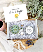 Sympathy Succulent Gift Box